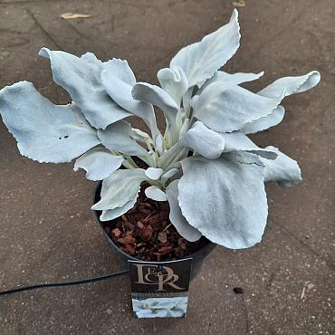 Senecio candidans Angel Wings