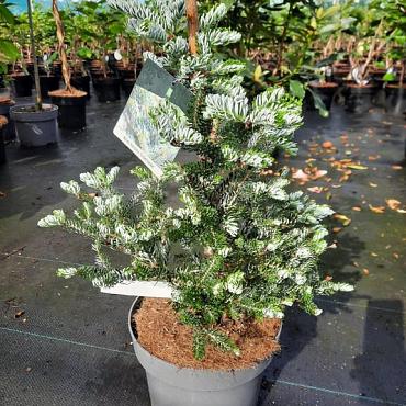 Abies k. 'Silberlocke'