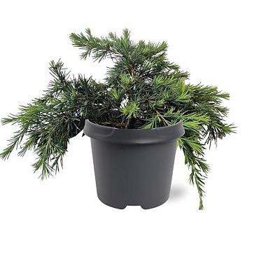 Cedrus deod. 'Feelin' Blue'