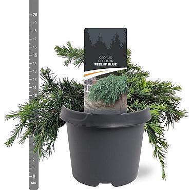 Cedrus deod. 'Feelin' Blue'
