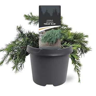 Cedrus deod. 'Feelin' Blue'