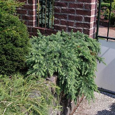 Cedrus deod. 'Feelin' Blue'