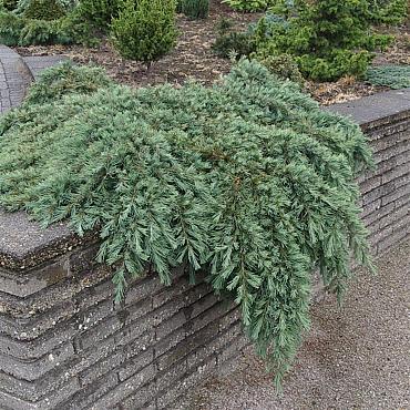 Cedrus deod. 'Feelin' Blue'