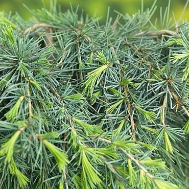 Cedrus deod. 'Feelin' Blue'