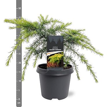 Cedrus deod. 'Golden Horizon'