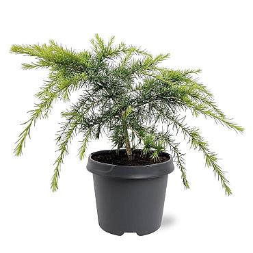 Cedrus deod. 'Golden Horizon'