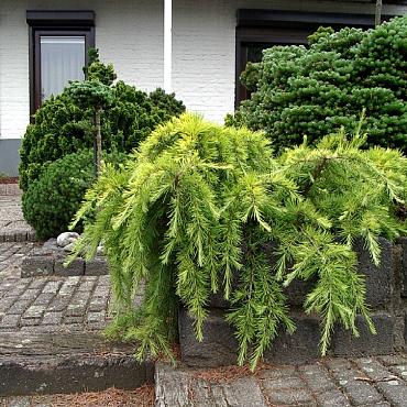 Cedrus deod. 'Golden Horizon'