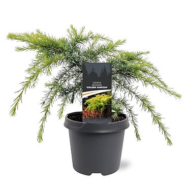 Cedrus deod. 'Golden Horizon'