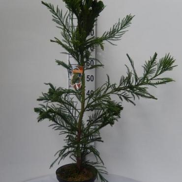 Cryptomeria j. 'Cristata'