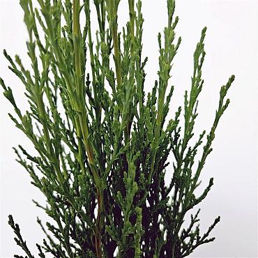 Cupressus semp. 'Totem'