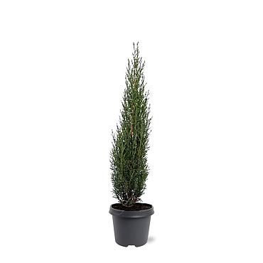 Cupressus semp. 'Totem'
