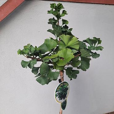 Ginkgo bil. 'Mariken'