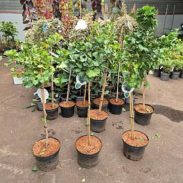 Ginkgo bil. 'Mariken'