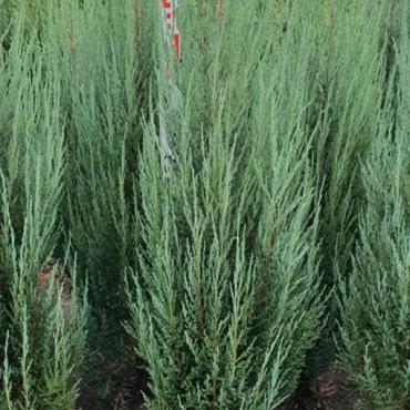 Juniperus s. 'Blue Arrow'