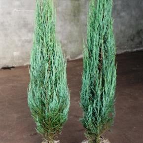Juniperus s. 'Blue Arrow'