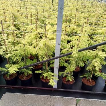 Metasequoia gl. Goldrush