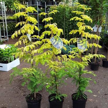 Metasequoia gl. Goldrush