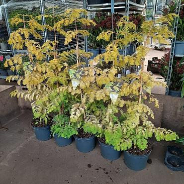 Metasequoia gl. Goldrush