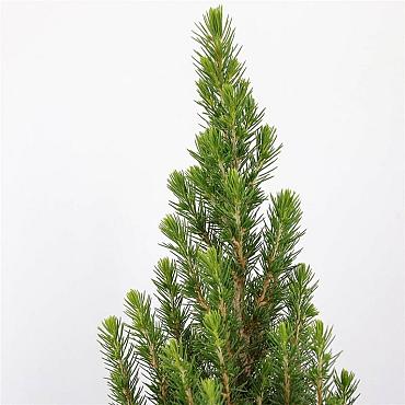 Picea gl. Perfecta