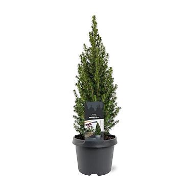 Picea gl. Perfecta
