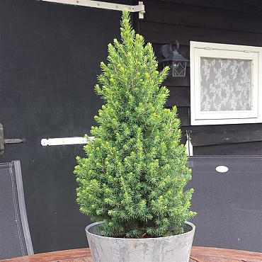 Picea gl. Perfecta