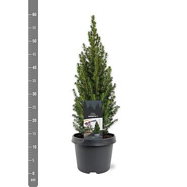 Picea gl. Perfecta