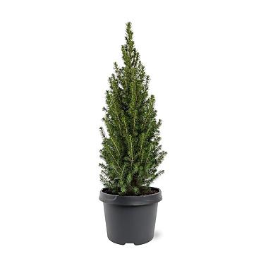 Picea gl. Perfecta