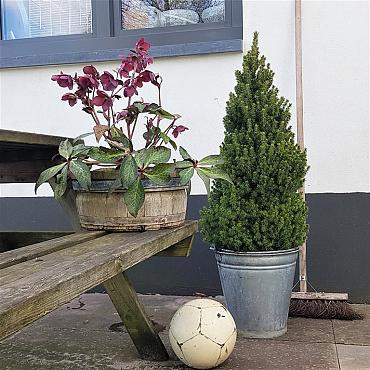 Picea gl. Perfecta