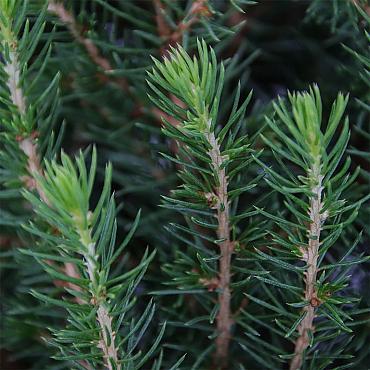 Picea gl. Perfecta