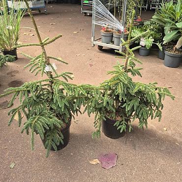 Picea orientalis 'Aureospicata'