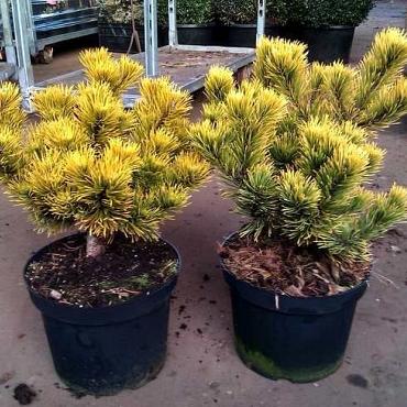 Pinus mugo 'Winter Gold'