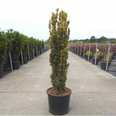 Taxus b. 'Fastigiata Aureomarg.'
