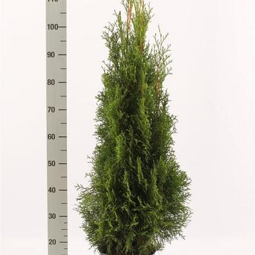 Thuja occ. 'Smaragd'