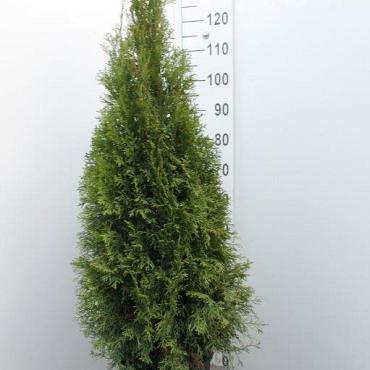 Thuja occ. 'Smaragd'