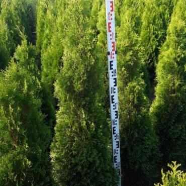 Thuja occ. 'Smaragd'