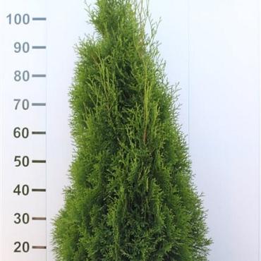 Thuja occ. 'Smaragd'