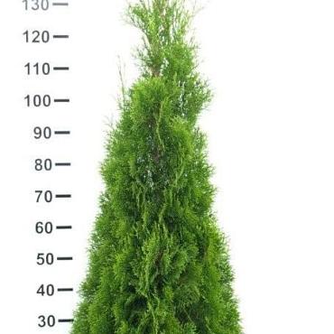 Thuja occ. 'Smaragd'