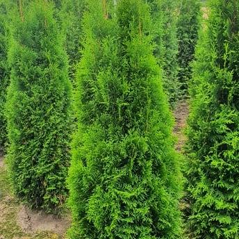 Thuja occ. 'Smaragd'