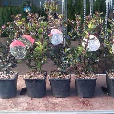 Ilex meserv. 'Blue Prince'