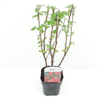 Ribes sang. 'King Edward VII'