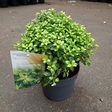 Pittosporum ten. 'Golden Ball'