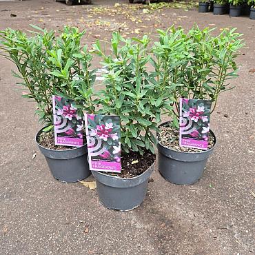 Daphne 'Pink Fragrance'