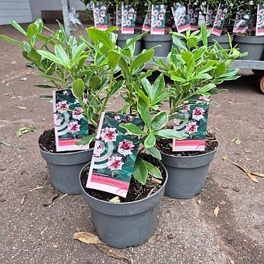 Daphne odora 'Aureomarginata'