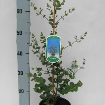 Eucalyptus gunnii