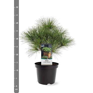 Pinus strobus 'Radiata'