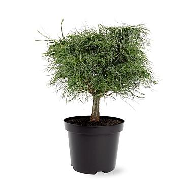 Pinus strobus 'Tiny Kurls'