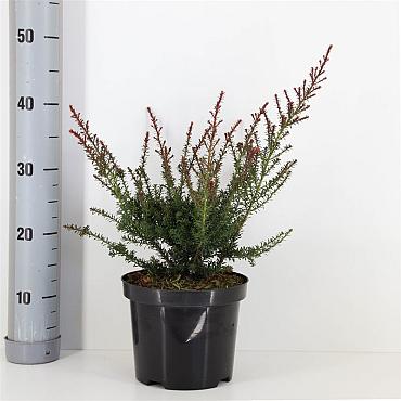 Podocarpus lawrencei 'Red Tip'