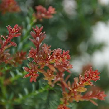 Podocarpus lawrencei 'Red Tip'
