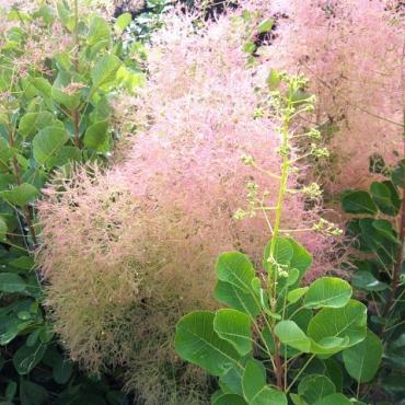 Cotinus cog. 'Young Lady'