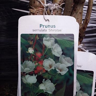 Prunus ser. 'Shirotae'